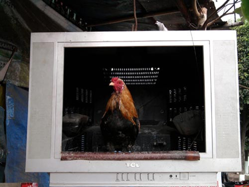 "Tớ lên ti-vi nhìn có được không?" "Tớ lên ti-vi nhìn có được không?"