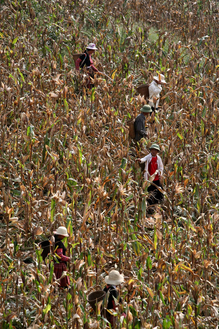 Đối với đồng bằng, “…lúa gặp rồi còn để lại rơm phơi”, còn với người vùng cao thì “lấy bắp rồi còn để lại mía ngô”