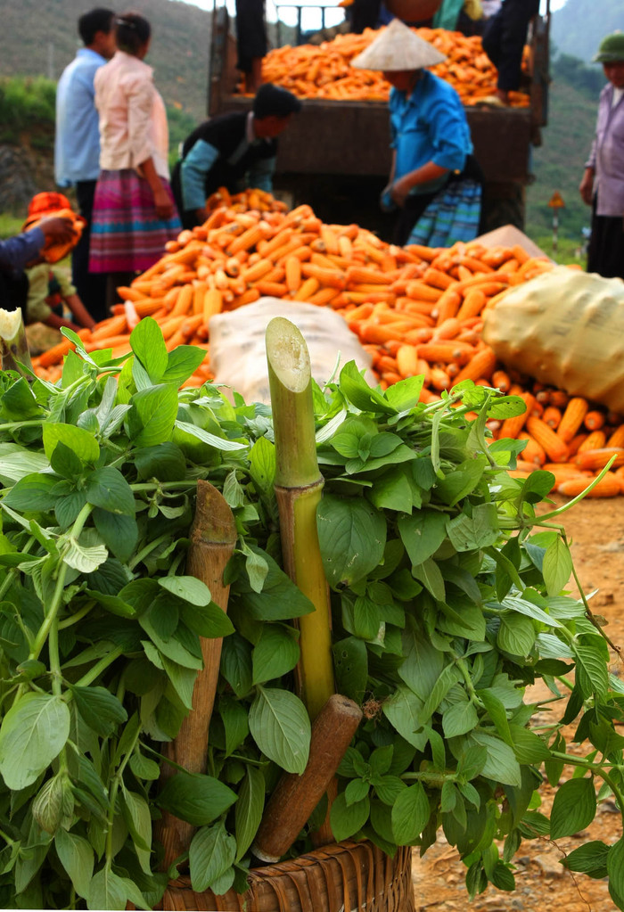 Những thân mía ngô còn để trong lu cở (rỏ) làm quà cho trẻ em ở nhà.