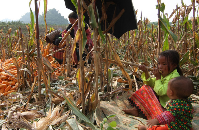 Đối với trẻ em vùng quê ở đồng bằng, ngày mùa sẽ được thưởng thức những con châu chấu nướng béo ngậy hay những nồi canh cua mát bổ thì ở vùng núi, trẻ em chỉ được món quà mía ngô.