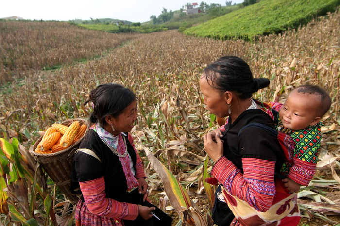Vào ngày mùa này, trẻ em cũng theo mẹ lên nương
