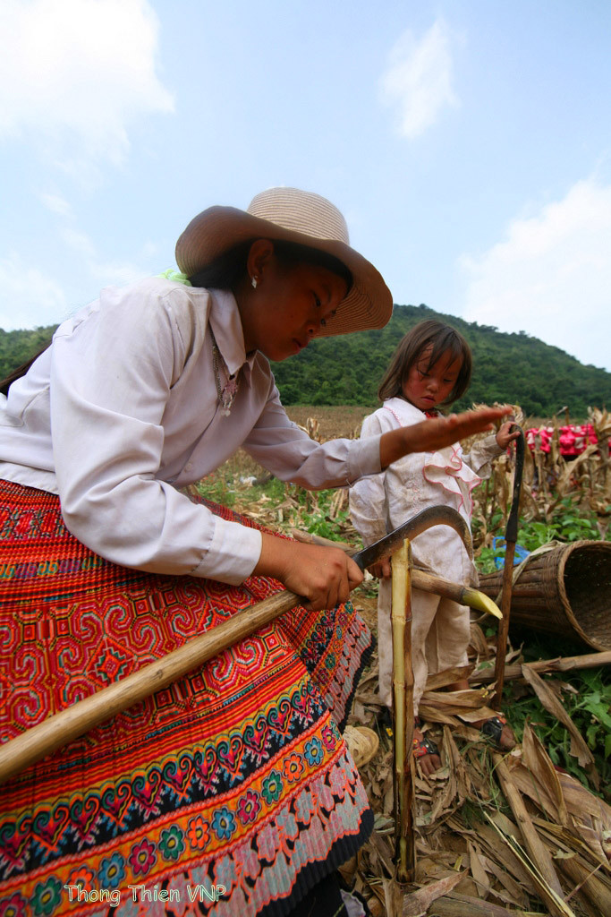 Mía ngô chính là những thân ngô đã vắt hết chất nuôi bắp, chỉ còn lại một ít nước ngòn ngọt, cũng thành một món quà thú vị của nương ngô trên núi đá tai mèo