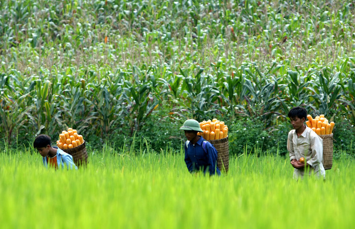 Đối người người Mông, cây ngô là lương thực chính, giống như cây lúa dưới miền xuôi. Mùa thu hoạch ngô vào cuối tháng 10 cũng là vụ mùa chính trong năm của người Mông.