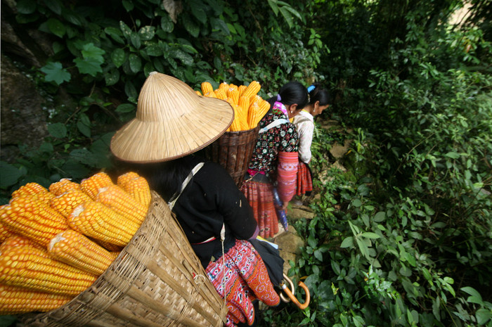 Người Mông coi thân cây ngô như một loại mía của đá núi. Và vụ thu hoạch ngô cũng là vào mùa mía núi (mía ngô)