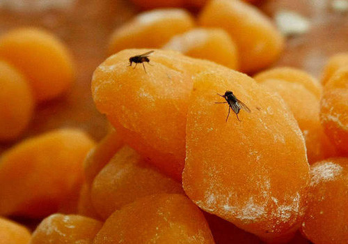 Ruồi nhặng bay khắp nơi và đậu trên nguyên liệu làm nhân bánh.