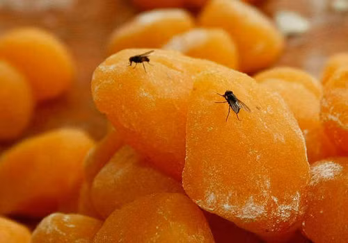 Ruồi nhặng bay khắp nơi và đậu trên nguyên liệu làm nhân bánh.