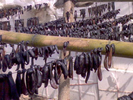 Thu mua đỉa bán sang Trung Quốc. Ảnh: Dân trí. Thu mua đỉa bán sang Trung Quốc. Ảnh: Dân trí.