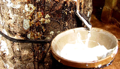 Thương lái TQ ồ ạt mua mủ cao su bất chấp lẫn tạp chất, Ảnh minh họa. Thương lái TQ ồ ạt mua mủ cao su bất chấp lẫn tạp chất, Ảnh minh họa.