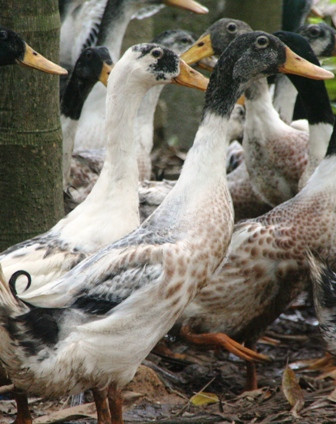 Vịt “cò” có cổ rất dài như con cò. Có nhiều ý kiến cho rằng đây là vịt từ Trung Quốc. Ảnh: Dân Trí. Vịt “cò” có cổ rất dài như con cò. Có nhiều ý kiến cho rằng đây là vịt từ Trung Quốc. Ảnh: Dân Trí.