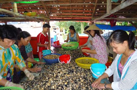 Sơ chế ốc bươu vàng trước khi xuất sang Trung Quốc. Ảnh: Dân Việt. Sơ chế ốc bươu vàng trước khi xuất sang Trung Quốc. Ảnh: Dân Việt.