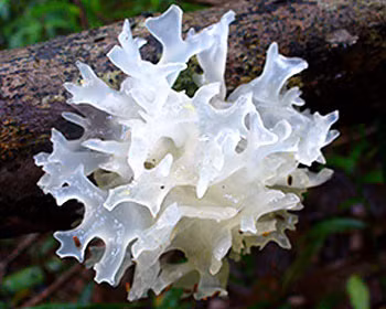 Mộc nhĩ trắng chống nếp nhăn. Dùng nước sạch nấu mộc nhĩ trắng trong thời gian 1 giờ như nấu canh. Sau đó dùng hỗn hợp đắp lên xung quanh mắt, số còn lại có thể bảo quản trong tủ lạnh dùng từ từ. kiên trì áp dụng phương pháp này trong thời gian dài sẽ mang lại hiệu quả rất lớn.