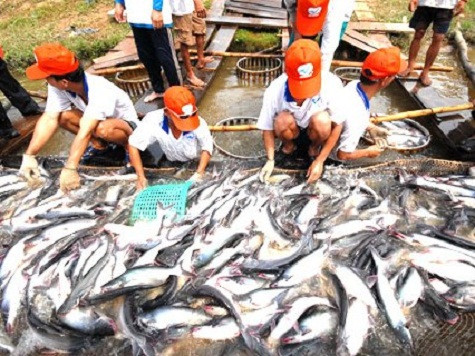 Để cứu doanh nghiệp cá tra cần 2000 tỷ đồng (Ảnh: internet)