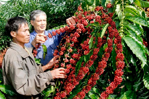 Cà phê Việt Nam được thị trường Mỹ ưa chuộng. Cà phê Việt Nam được thị trường Mỹ ưa chuộng.