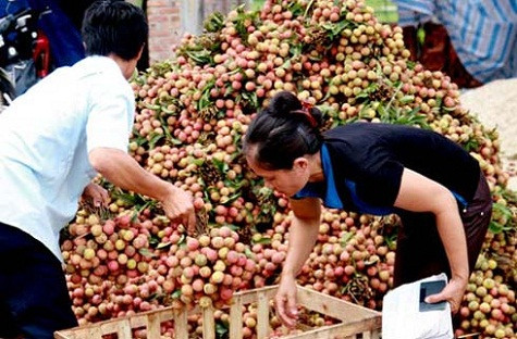 Nông dân vay vốn ngân hàng để sản xuất có thể sẽ không cần thế chấp sổ đỏ. Ảnh minh họa: Hà Đan. Nông dân vay vốn ngân hàng để sản xuất có thể sẽ không cần thế chấp sổ đỏ. Ảnh minh họa: Hà Đan.