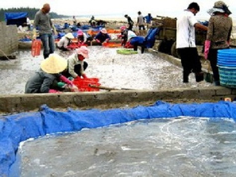 Thu mua, chế biến sứa biển. (Ảnh: TTXVN)