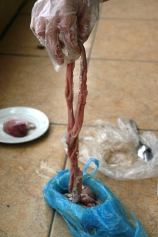 Tương tự với lòng non đã mốc và bốc mùi