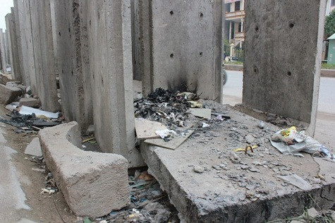 Những khe bê tông là địa đểm "lý tưởng" để hóa vàng Những khe bê tông là địa đểm "lý tưởng" để hóa vàng