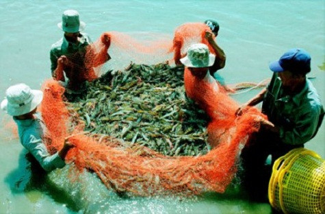 Hơn 6 tấn tôm nguyên liệu bị bơm tạp chất Hơn 6 tấn tôm nguyên liệu bị bơm tạp chất