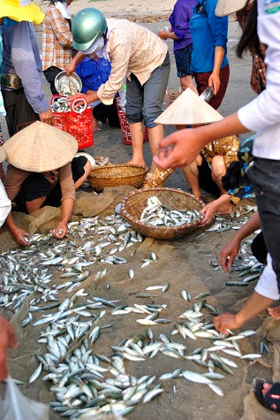 Và được các tiểu thương thu mua ngay tại “chợ”. Hầu hết sau đó được đưa tới tiêu thụ ở các chợ đầu mối và chợ bán lẻ lân cận. Và được các tiểu thương thu mua ngay tại “chợ”. Hầu hết sau đó được đưa tới tiêu thụ ở các chợ đầu mối và chợ bán lẻ lân cận.