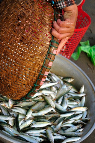 Giá trung bình của 1kg cá nục mua tại bãi là 30-40 nghìn đồng, cá mòi, cá ót từ 20-30 nghìn đồng/kg. Các loại hải sản giá cao như tôm, cua, ghẹ thường chỉ thu được với số lượng ít. Giá trung bình của 1kg cá nục mua tại bãi là 30-40 nghìn đồng, cá mòi, cá ót từ 20-30 nghìn đồng/kg. Các loại hải sản giá cao như tôm, cua, ghẹ thường chỉ thu được với số lượng ít.