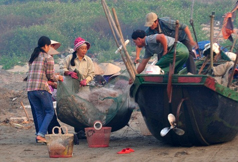 Gia đình các ngư dân trở về nhanh chóng chuyển hải sản vừa đánh bắt được xuống phân loại. Gia đình các ngư dân trở về nhanh chóng chuyển hải sản vừa đánh bắt được xuống phân loại.