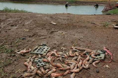 Sử dụng thảo dược, tôm chết hàng loạt (Ảnh: Nguồn internet) Sử dụng thảo dược, tôm chết hàng loạt (Ảnh: Nguồn internet)