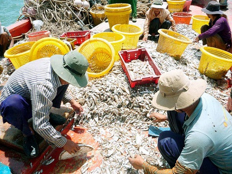 Các ghe cào ven bờ chỉ đánh bắt được hải sản nhỏ, không có giá trị kinh tế Các ghe cào ven bờ chỉ đánh bắt được hải sản nhỏ, không có giá trị kinh tế