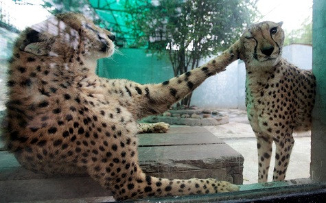 Hai con báo đang chơi đùa tại Thiên Đường Bảo Sơn, Hà Nội, Việt Nam Hai con báo đang chơi đùa tại Thiên Đường Bảo Sơn, Hà Nội, Việt Nam