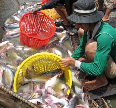 Cá tra, basa đang rớt giá mạnh (Ảnh: Dân trí).