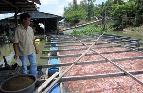 Thông tin cá điêu hồng bị nhiễm chất cấm Trifluralin khiến thị trường thu mua trở nên ảm đạm. (Ảnh: Hà Nội mới) Thông tin cá điêu hồng bị nhiễm chất cấm Trifluralin khiến thị trường thu mua trở nên ảm đạm. (Ảnh: Hà Nội mới)