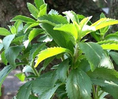 Cỏ ngọt Việt Nam rất đắt hàng tại thị trường Châu Âu (Ảnh: Đại đoàn kết) Cỏ ngọt Việt Nam rất đắt hàng tại thị trường Châu Âu (Ảnh: Đại đoàn kết)