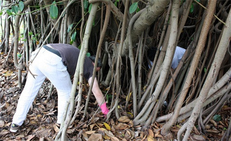 “Con trai tôi học ở trường nên bố con nhiệt tình tham gia vào hoạt động này. Tôi phải chui vào gốc cây để nhặt vì người ta vứt rất nhiều nilon”, anh Joy (New York) cho biết. “Con trai tôi học ở trường nên bố con nhiệt tình tham gia vào hoạt động này. Tôi phải chui vào gốc cây để nhặt vì người ta vứt rất nhiều nilon”, anh Joy (New York) cho biết.