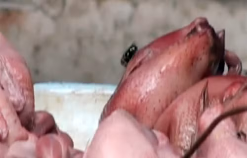 Ruồi, nhặng đậu trên gà làm sẵn.