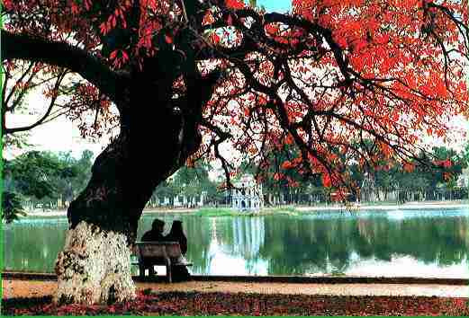 Cuối thu, sang đông, hồ Gươm được phủ mình bởi sắc hoa đỏ thắm của những cây lộc vừng. Cuối thu, sang đông, hồ Gươm được phủ mình bởi sắc hoa đỏ thắm của những cây lộc vừng.