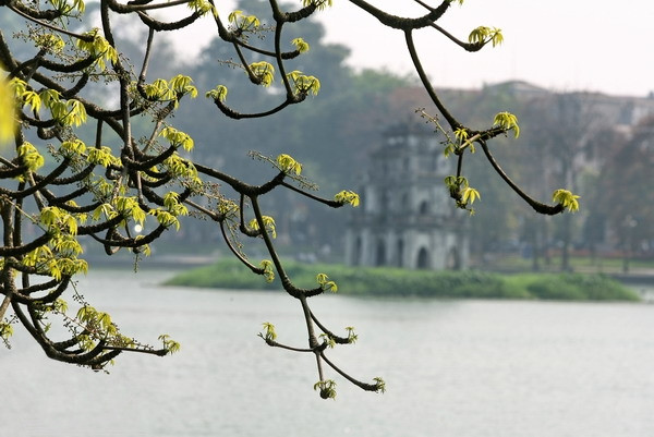 Những mầm xanh báo hiệu một mùa xuân mới đang về trên hồ Gươm. Những mầm xanh báo hiệu một mùa xuân mới đang về trên hồ Gươm.