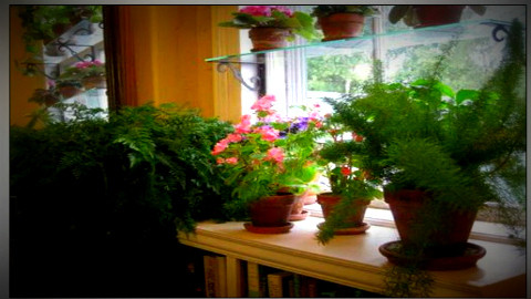 Cây hoa tặng thầy cô