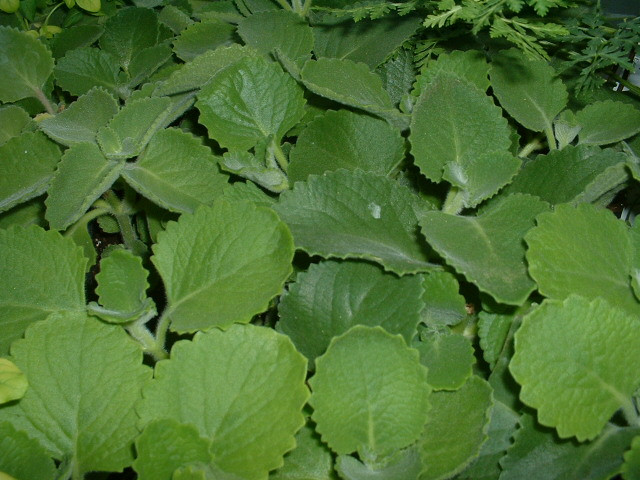 4. Tần dày lá: còn gọi là húng chanh, rau tần, rau thơm lông. Dùng tươi (5 – 10 lá) mỗi ngày, có thể dùng riêng hoặc phối hợp với các vị khác như gừng, bạc hà, tràm, tía tô, củ sả… nhai sống với ít muối, giã lấy nước uống hoặc hãm nước sôi, hoặc chưng với tắc, vỏ quýt, gừng, đường phèn... chữa ho, viêm họng, khan tiếng, cảm cúm, sổ mũi. Đem nấu chung với các loại lá khác làm thuốc xông chữa cảm, ngạt mũi, đau họng, sốt cao. 4. Tần dày lá: còn gọi là húng chanh, rau tần, rau thơm lông. Dùng tươi (5 – 10 lá) mỗi ngày, có thể dùng riêng hoặc phối hợp với các vị khác như gừng, bạc hà, tràm, tía tô, củ sả… nhai sống với ít muối, giã lấy nước uống hoặc hãm nước sôi, hoặc chưng với tắc, vỏ quýt, gừng, đường phèn... chữa ho, viêm họng, khan tiếng, cảm cúm, sổ mũi. Đem nấu chung với các loại lá khác làm thuốc xông chữa cảm, ngạt mũi, đau họng, sốt cao.