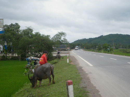 Những mục đồng đang “phục kích” xe du lịch trên Quốc lộ 1A