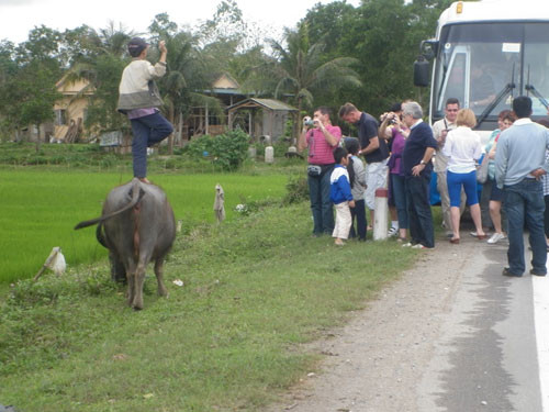 Một mục đồng đang biểu diễn trên lưng trâu cho khách Tây chụp hình