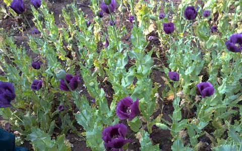 Những cánh đồng thuốc phiện bạt ngàn giữa núi rừng huyện Quế Phong đang ở mùa thu hoạch nhựa. (Ảnh: Bảo Minh)