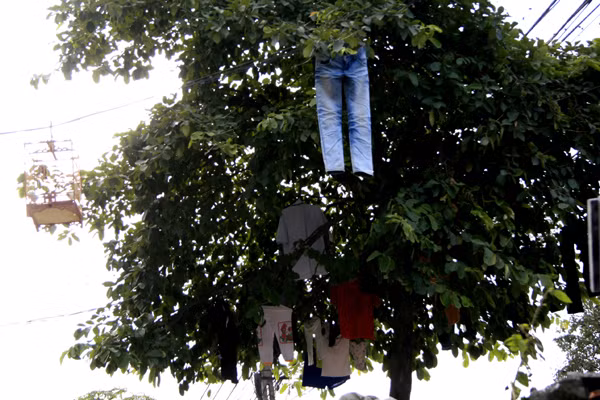 Có lẽ treo quần áo lên cây là nhanh khô hơn cả Có lẽ treo quần áo lên cây là nhanh khô hơn cả