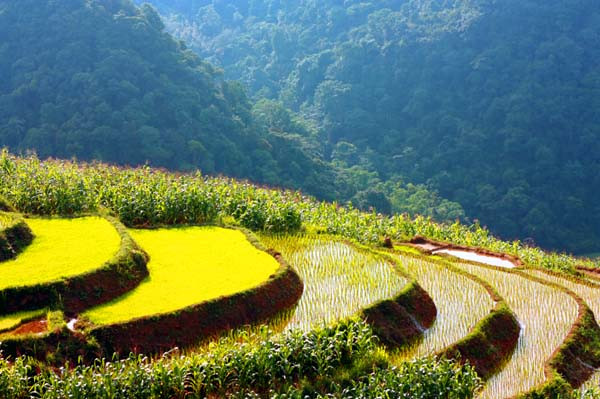 Ruộng bậc thang của người Mường ở Thung mây