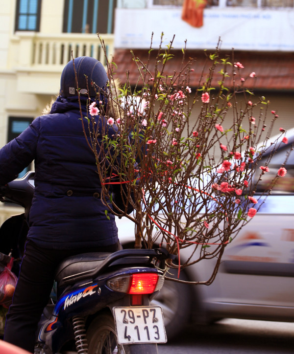 Trong thời tiết giá lạnh ở Hà Nội, những cánh hoa đào chớm nở khoe sắc càng gợi lên không khí Tết đang đến gần. Trong thời tiết giá lạnh ở Hà Nội, những cánh hoa đào chớm nở khoe sắc càng gợi lên không khí Tết đang đến gần.