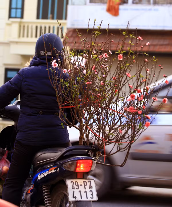 Trong thời tiết giá lạnh ở Hà Nội, những cánh hoa đào chớm nở khoe sắc càng gợi lên không khí Tết đang đến gần.