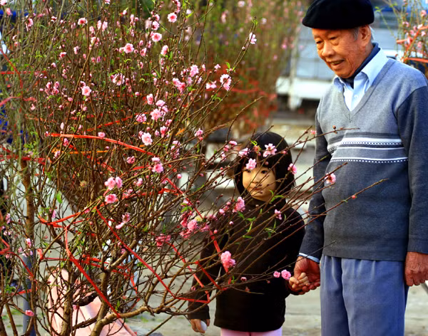 Đào nở sớm xuống phố cũng là dịp cho những người dân trong phố có cơ hội thưởng thức không khí Tết sớm