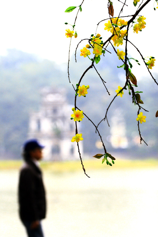 Những nhành mai tứ quí bất ngờ xuất hiện tại phố Hoa thổi hương Tết sớm trong lòng Hà Nội Những nhành mai tứ quí bất ngờ xuất hiện tại phố Hoa thổi hương Tết sớm trong lòng Hà Nội