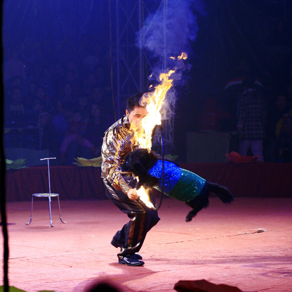 Hoặc bay qua vòng lửa như phim hành động Hoặc bay qua vòng lửa như phim hành động