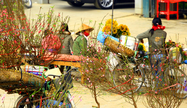 Nhiều người lại chọn cách ra chợ cho dễ bán những cành đào nở sớm Nhiều người lại chọn cách ra chợ cho dễ bán những cành đào nở sớm