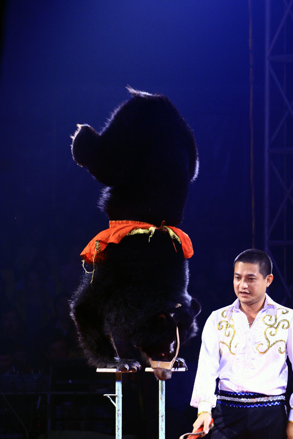 Và có thể trồng cây chuối điệu nghệ Và có thể trồng cây chuối điệu nghệ