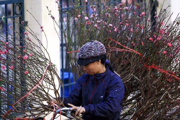 Những cành đạo Nhật Tân vào thời điểm này có giá khá rẻ